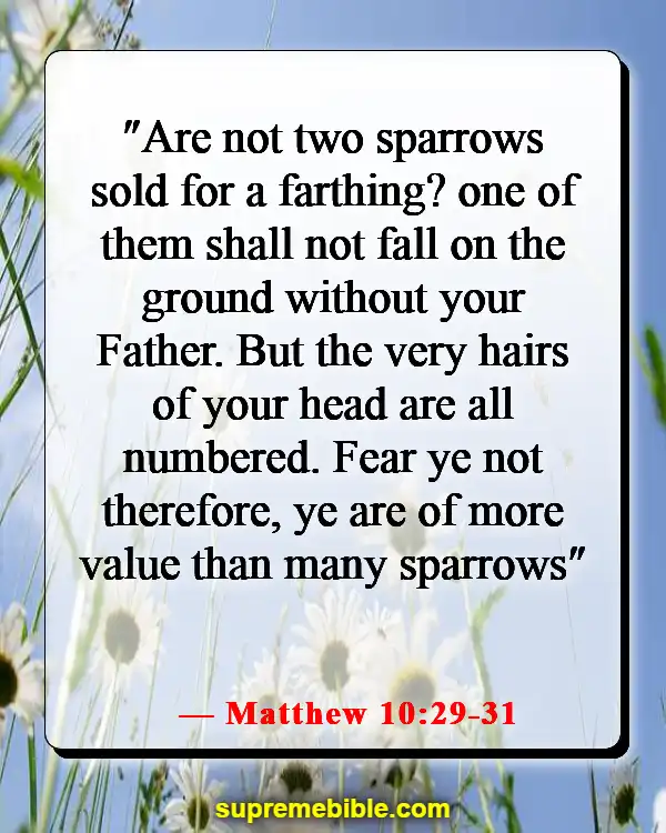 Bible Verses About Everyone Being Important (Matthew 10:29-31)